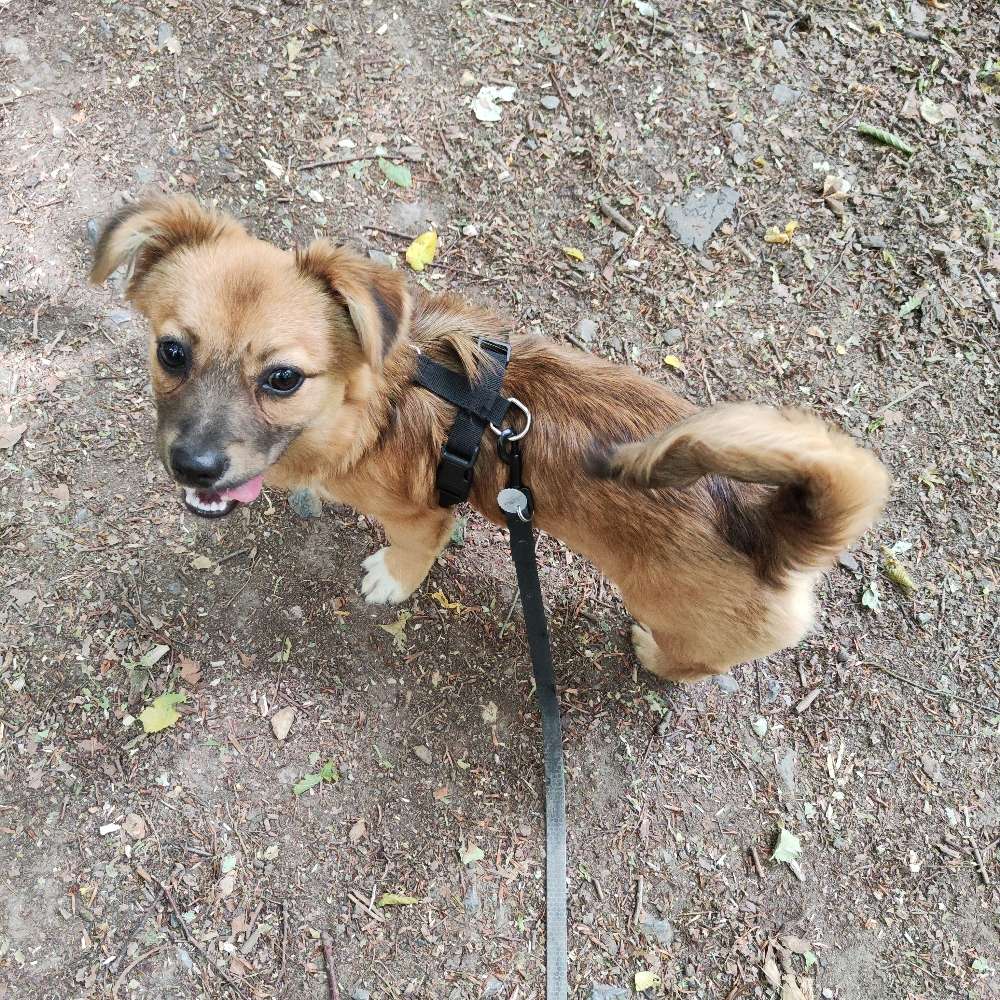 Hundetreffen-Gassi/Übungsrunden-Profilbild