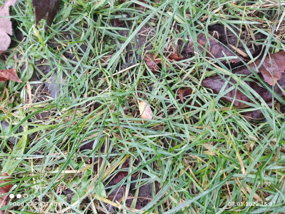 Giftköder-Ausgelegte Wurststücke auf Wiese-Profilbild