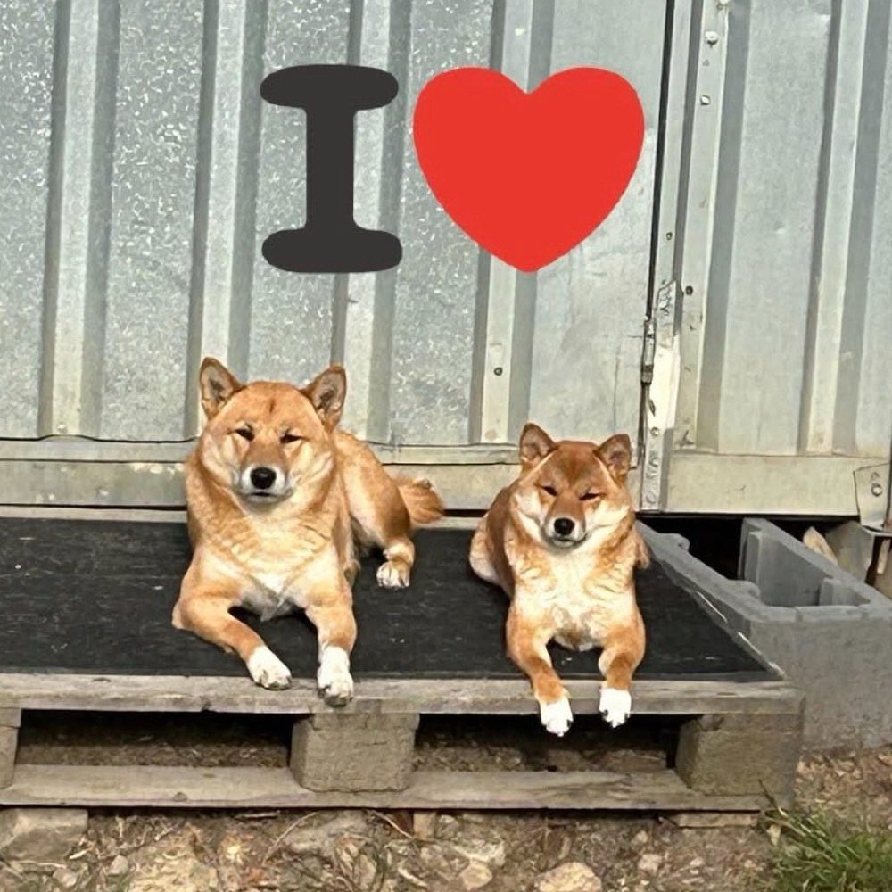 Hundetreffen-Angeleinter Spaziergang-Profilbild
