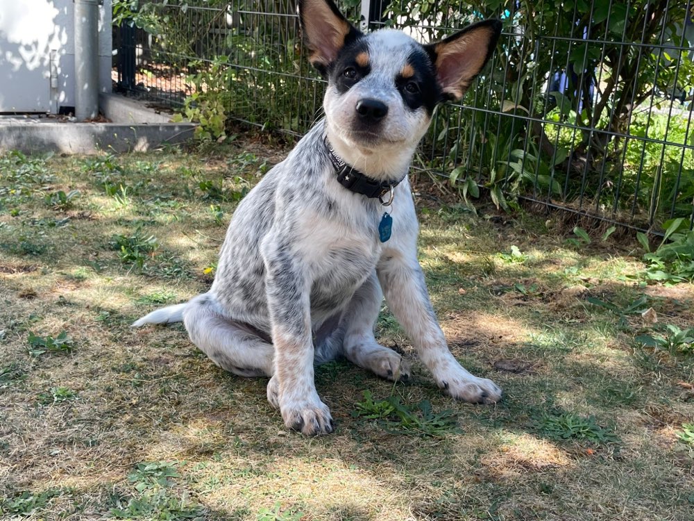 Hundetreffen-Welpenspielen-Profilbild