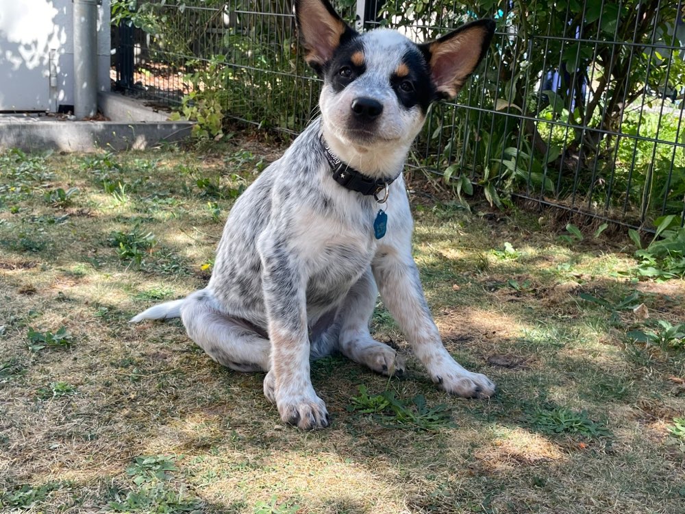 Hundetreffen-Welpenspielen-Profilbild