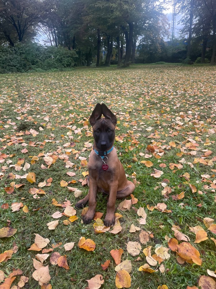 Hundetreffen-Welpentreffen-Profilbild