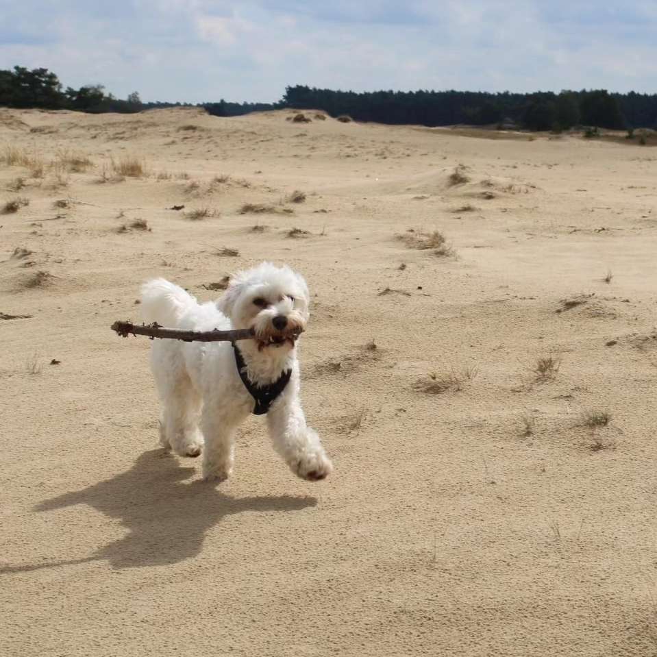 Hundetreffen-Spielrunde in Oldenburg-Profilbild