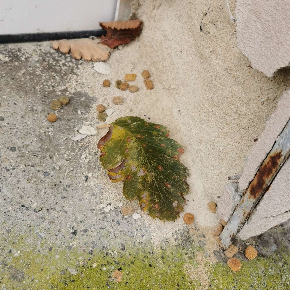 Giftköder-Futter gestreut-Profilbild