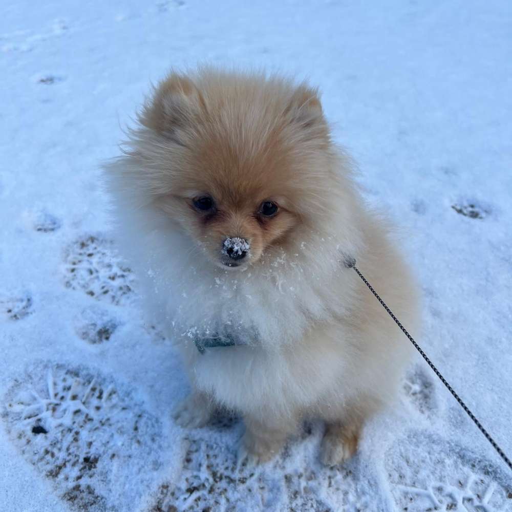 Hundetreffen-Gassirunde/Spielen-Profilbild