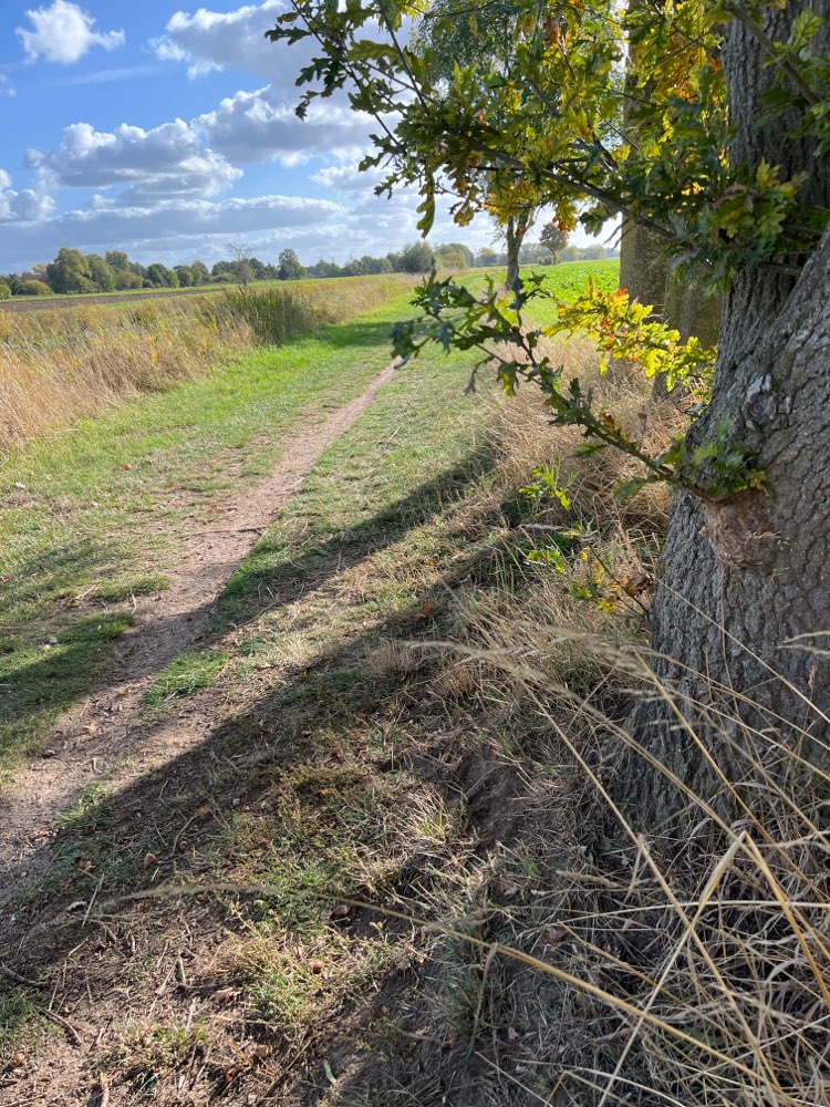 Giftköder-Eichenprozessorenspinner-Profilbild