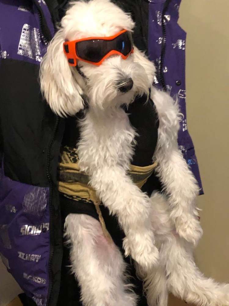 Hundetreffen-Neue Freunde zu finden-Profilbild