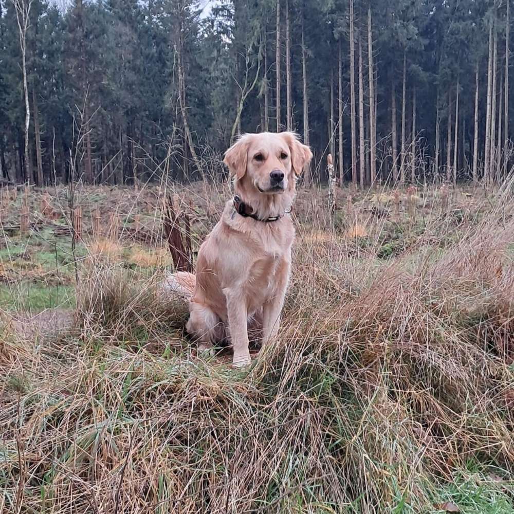 Hundetreffen-Spaziergang Heide Umgebung-Profilbild