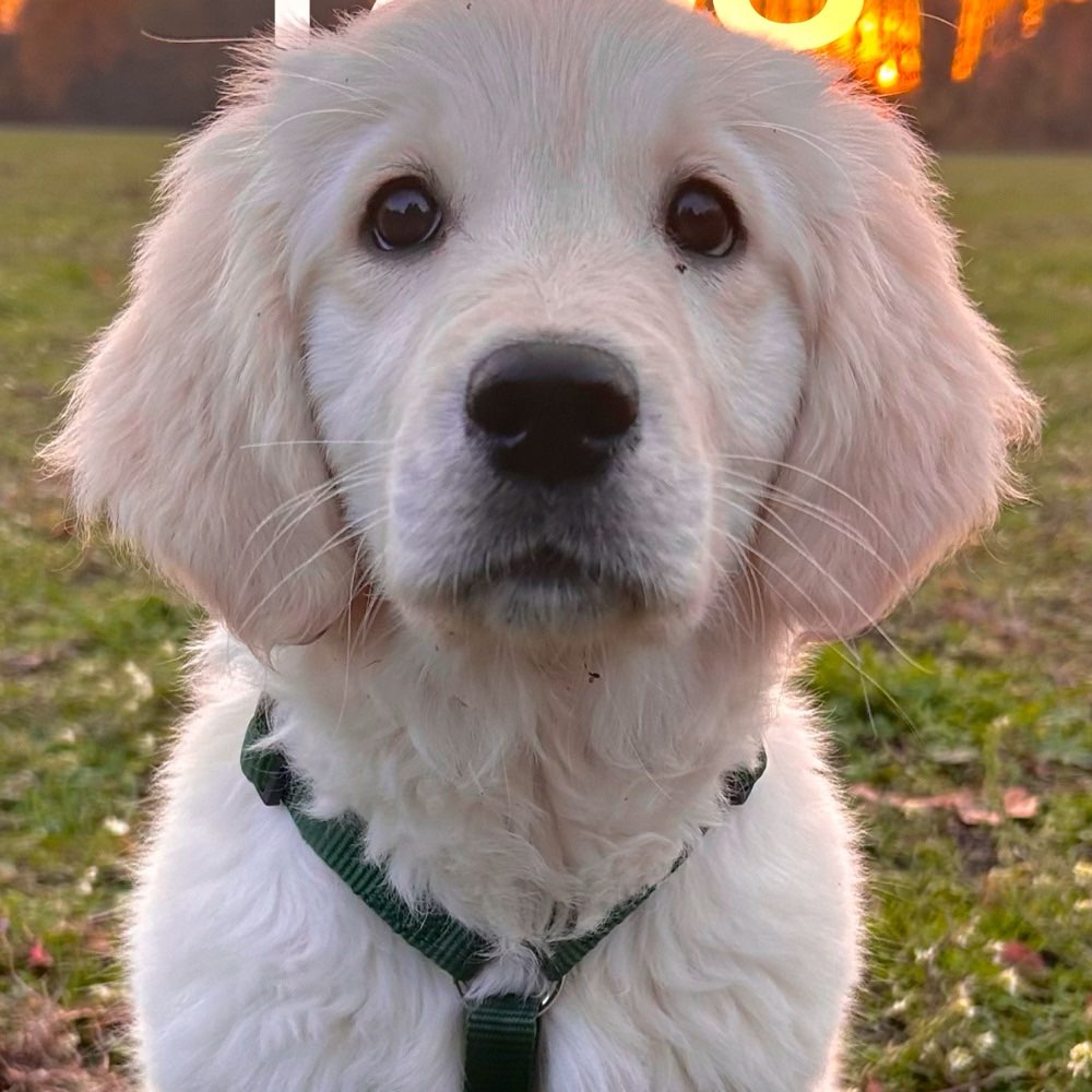 Hundetreffen-Hazel sucht Freunde-Profilbild