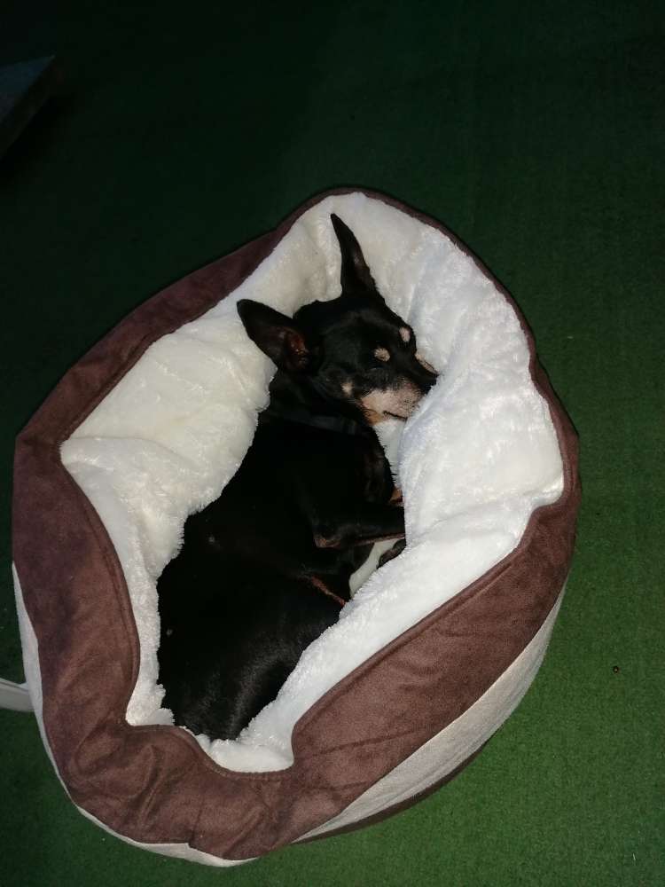 Hundetreffen-Habe eine Mupfel abzugeben-Profilbild