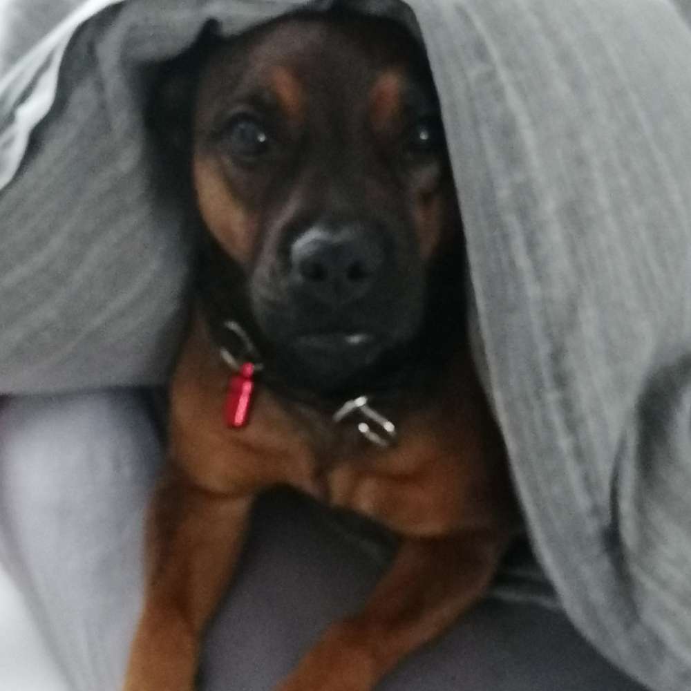 Hundetreffen-Gassirunde-Profilbild