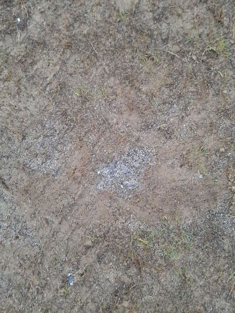 Giftköder-Mögliches Gift Hundezone Hundestrand-Profilbild