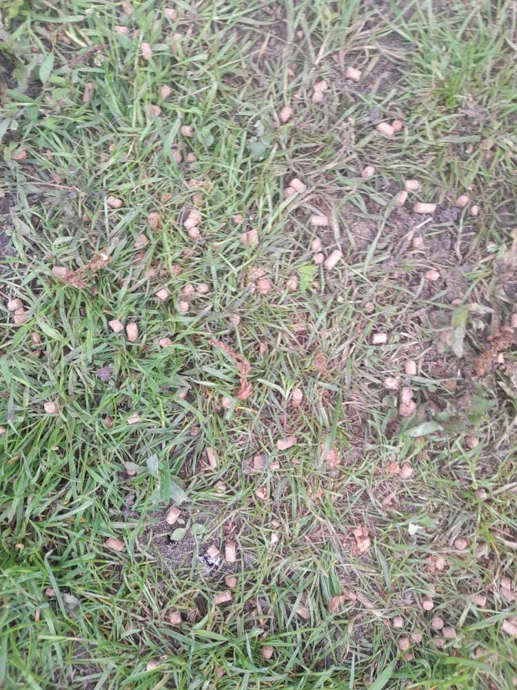 Giftköder-Möglicher Dünger - giftig-Profilbild