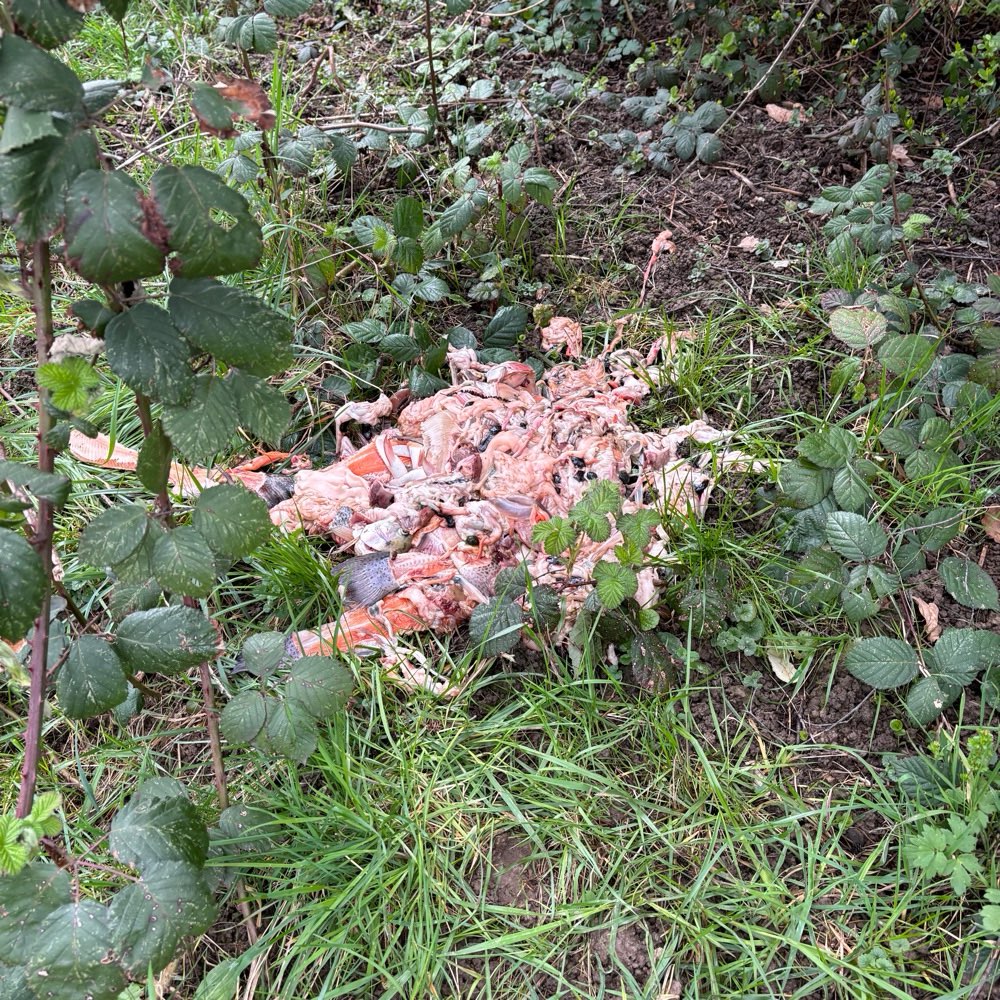 Giftköder-Fischreste in den Bußmatten Bühl-Profilbild
