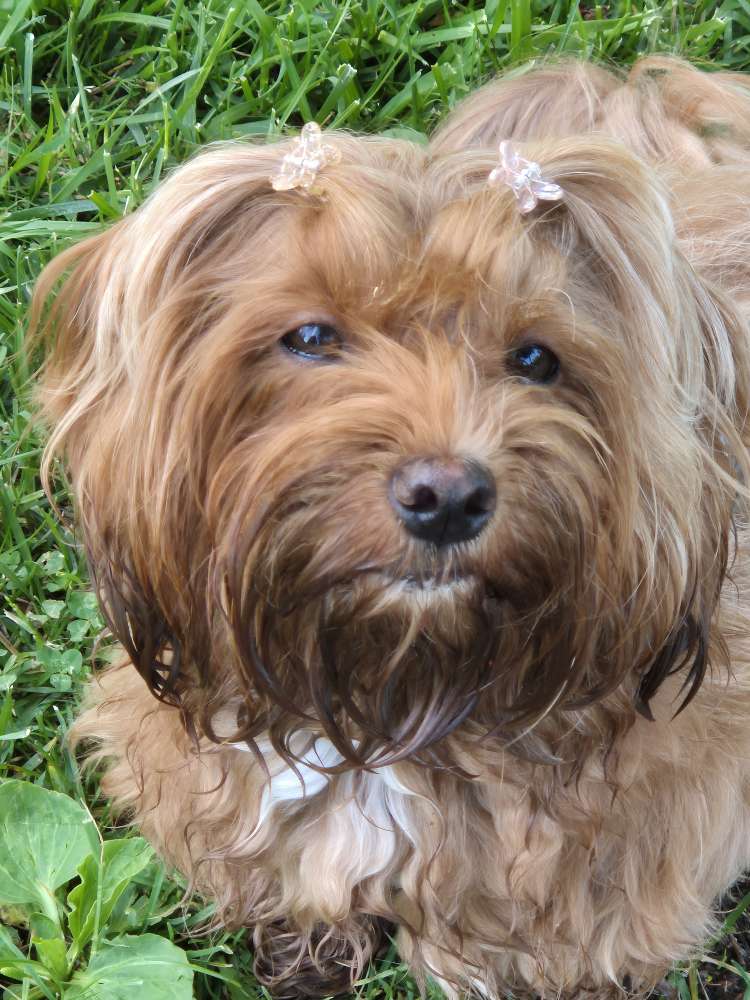 Hundetreffen-Treffen/Laufen mit anderen kleinen Hunden-Profilbild