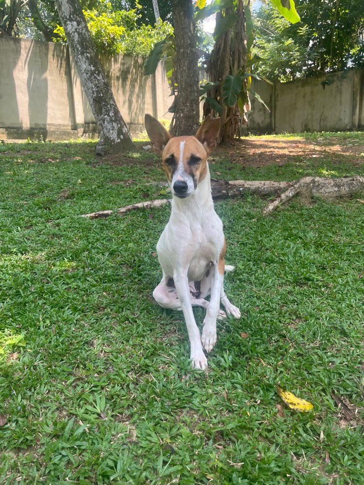 Hundetreffen-Hundebetreuung-Profilbild