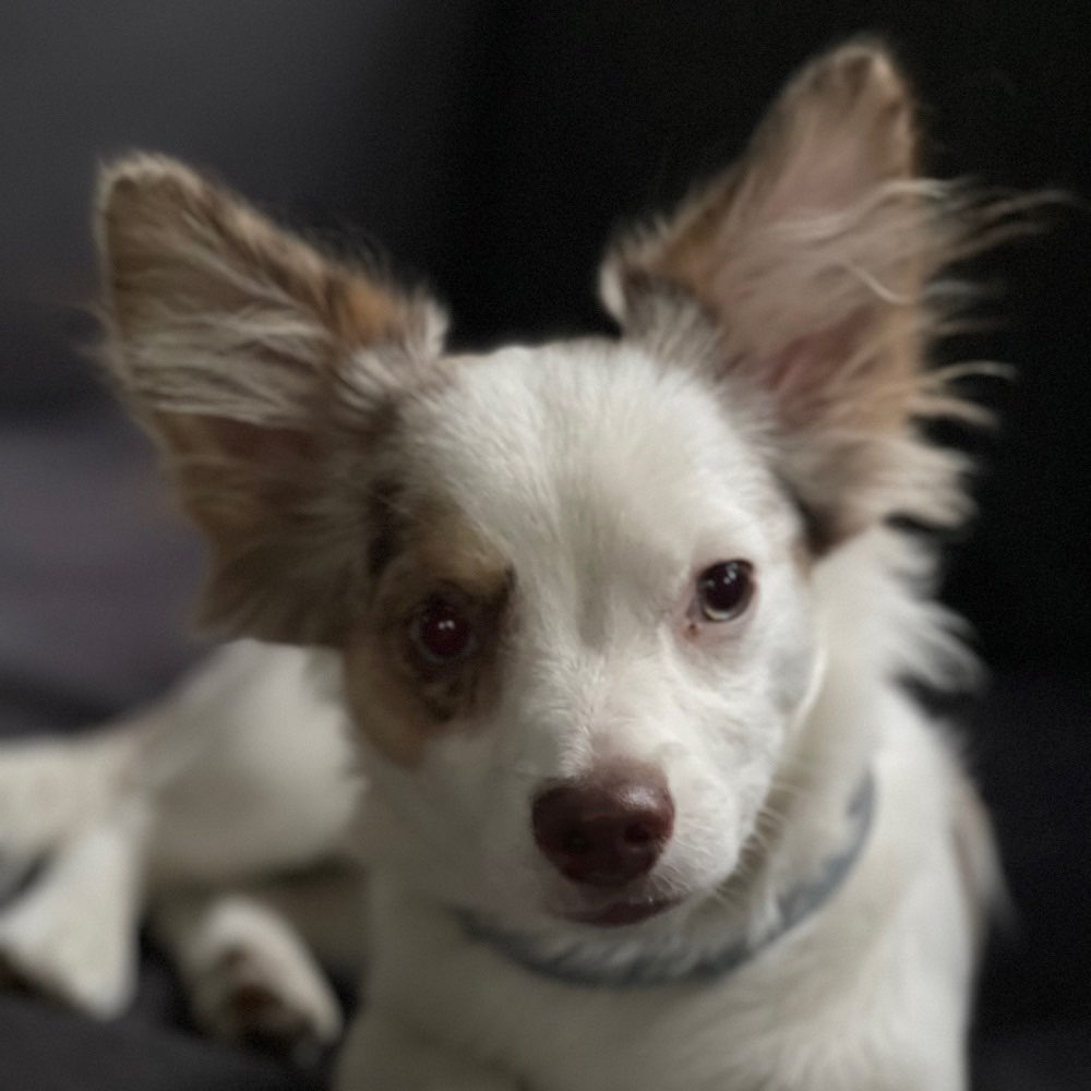 Hundetreffen-Junghunde Treffen für kleine Rasse-Profilbild