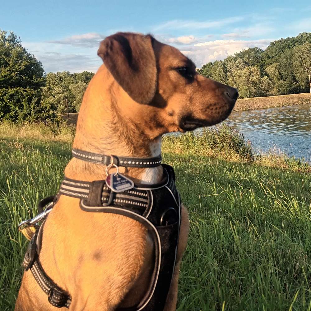 Hundetreffen-Spielen und schnüffeln-Profilbild