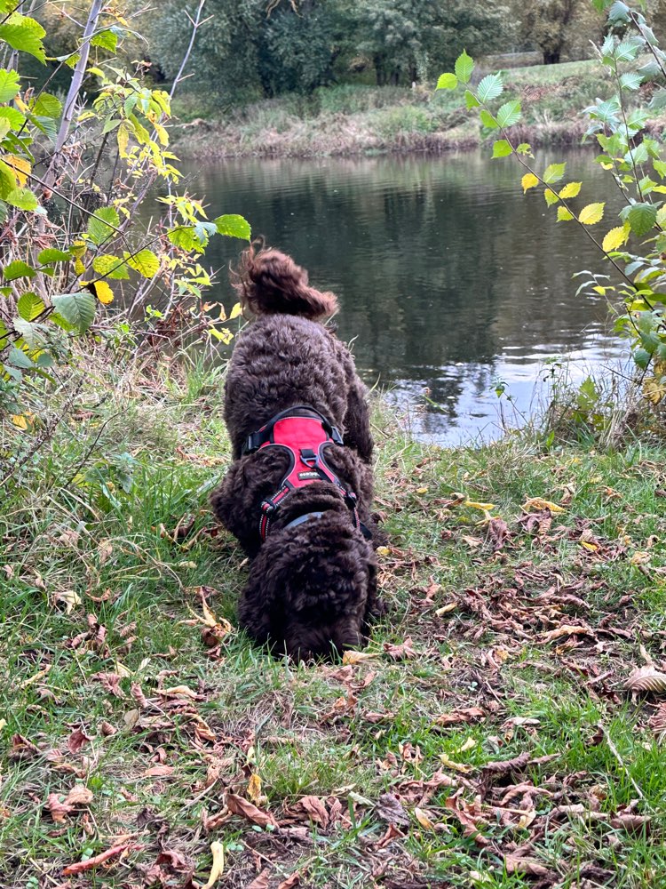 Hundetreffen-Spürhunde gesucht-Profilbild