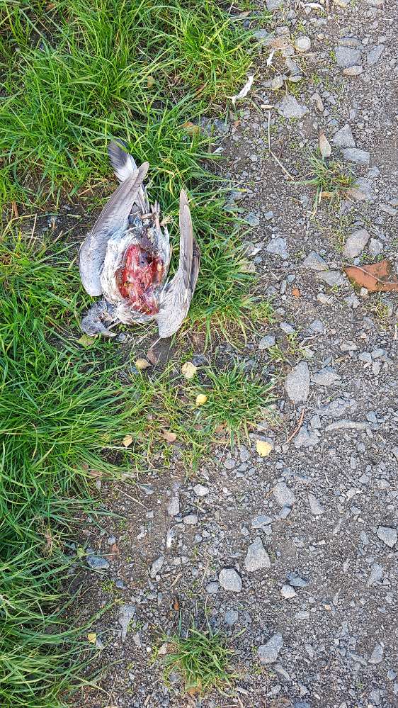 Giftköder-Taubenkadaver-Profilbild