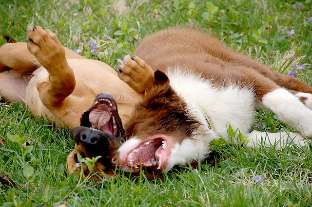 Hundetreffen-Spielgefährten gesucht-Profilbild