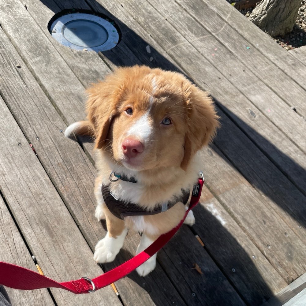 Hundetreffen-Playdate für kleinen Wildfang-Profilbild