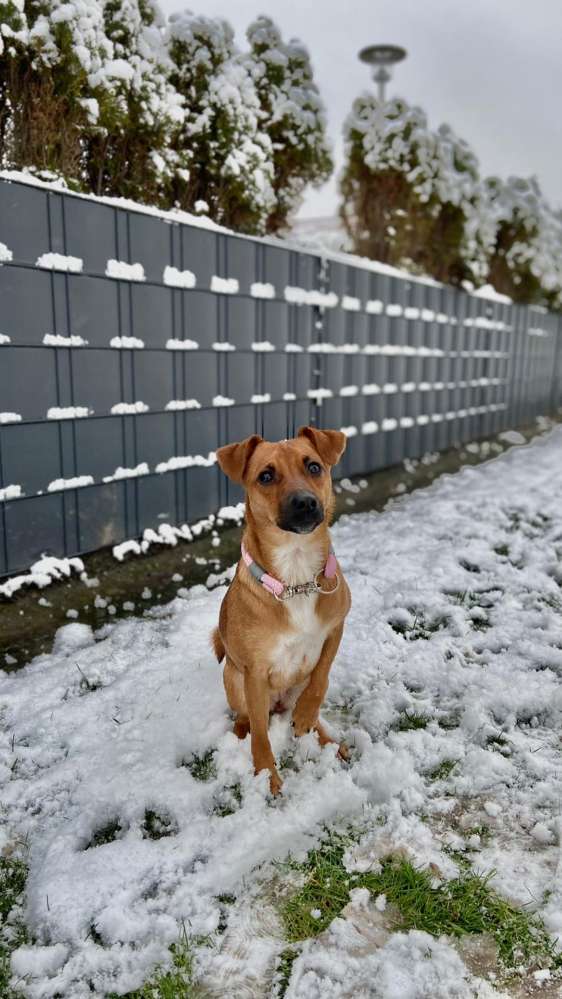 Hundetreffen-Hunde treffen-Profilbild