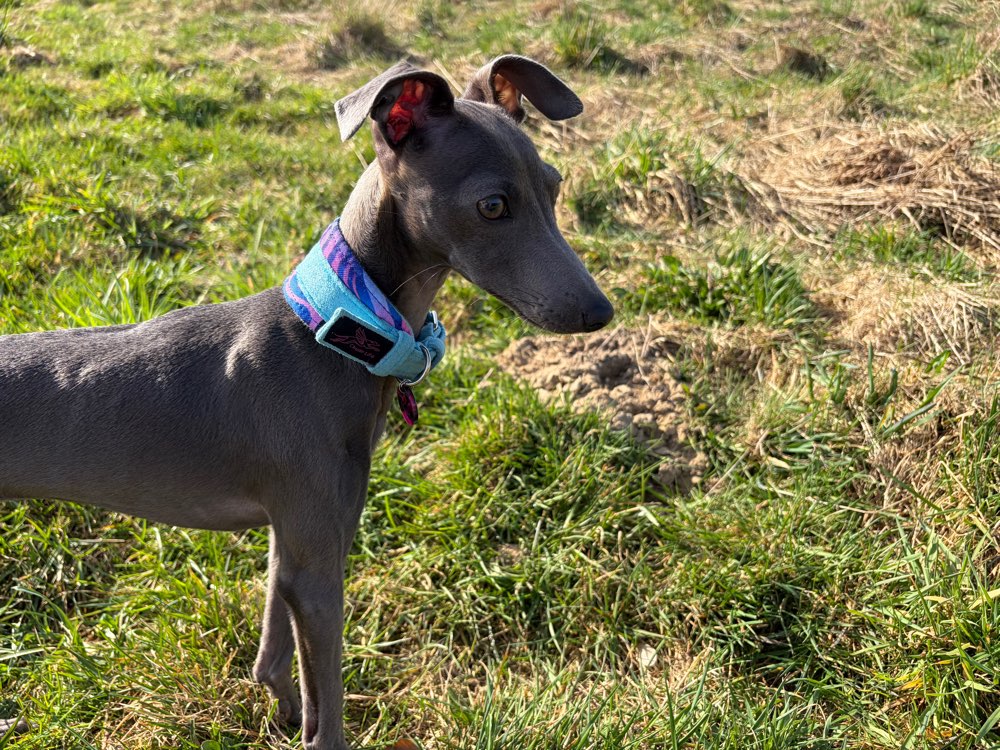 Hundetreffen-Ital. Windspiel Hündin sucht Windspiel Freund/In-Profilbild