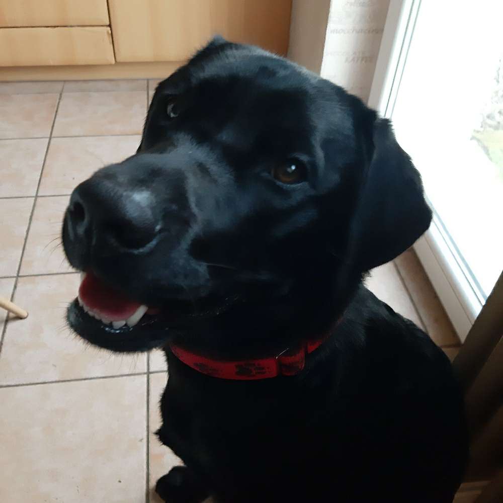 Hundetreffen-Freunde gesucht-Profilbild