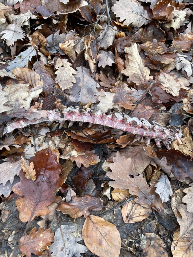 Giftköder-Wirbelsäule eines Tieres-Profilbild