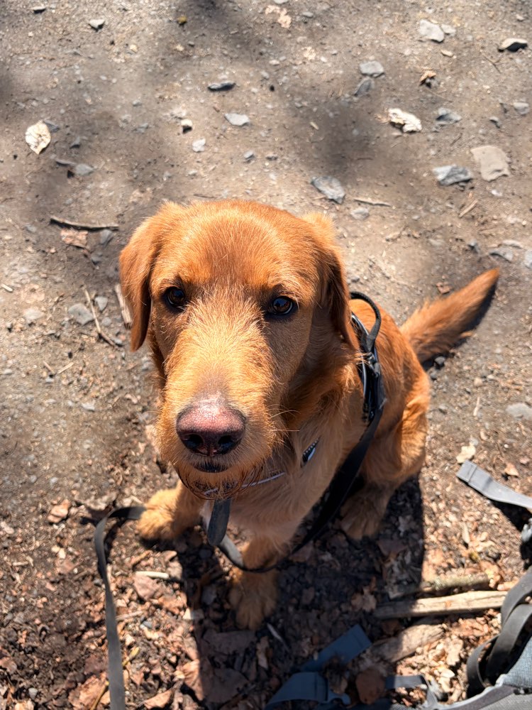 Hundetreffen-Social Walk-Profilbild