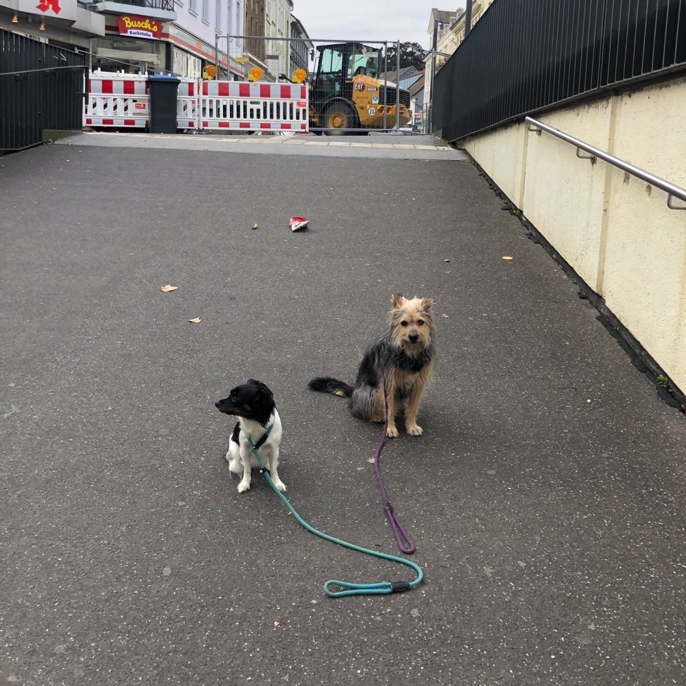 Hundetreffen-Treffen zum gemeinsamen Basistraining/Unterordnung-Profilbild
