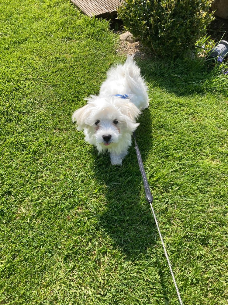 Hundetreffen-Welpentreffen Umgebung Luzern-Profilbild