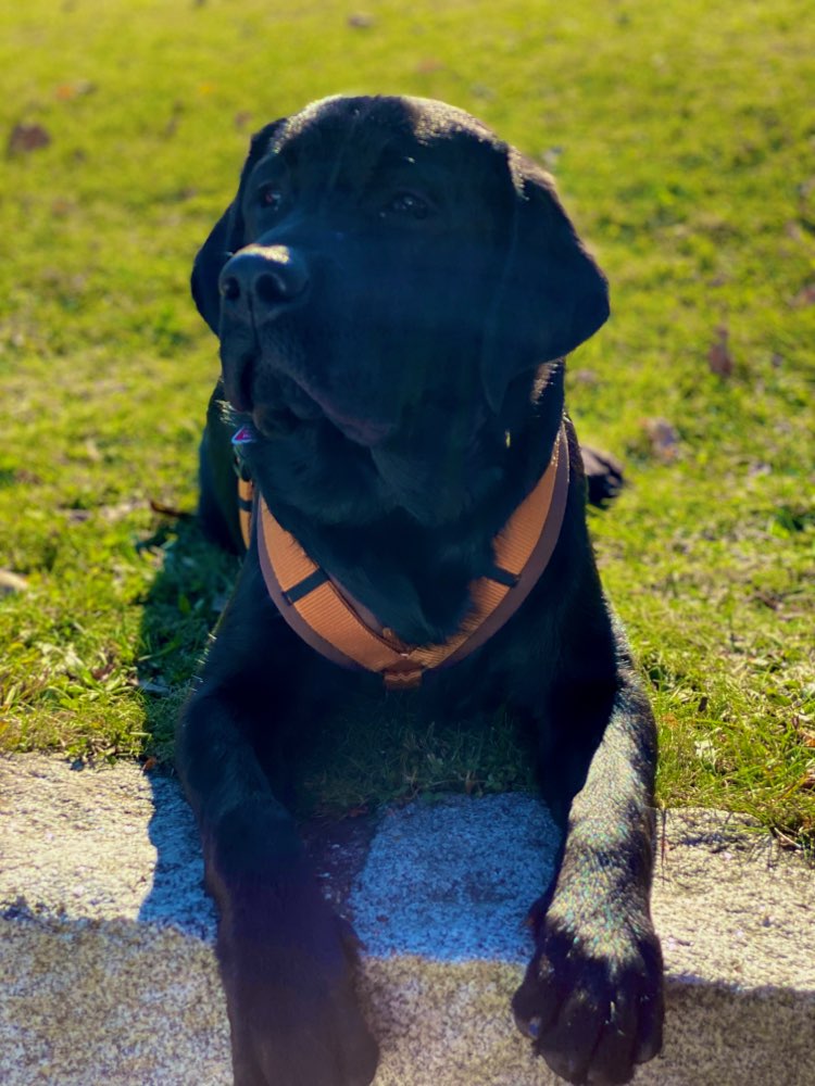 Hundetreffen-Labradorfreunde gesucht 🐶-Profilbild