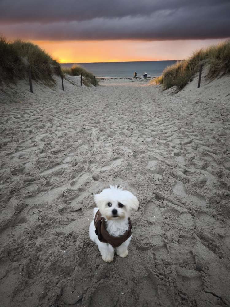 Hundetreffen-Spielrunde-Profilbild