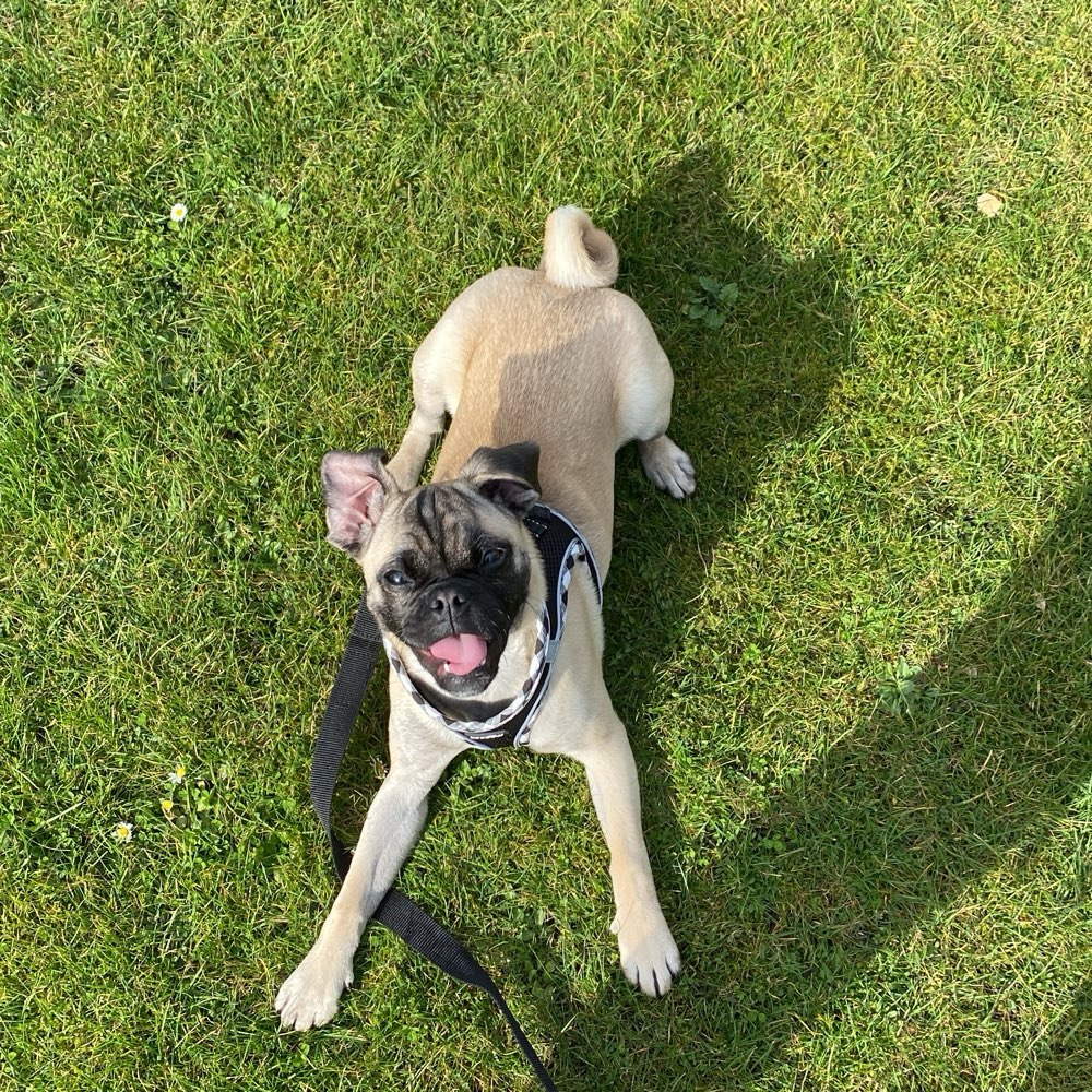 Hundetreffen-Spieltreff-Profilbild