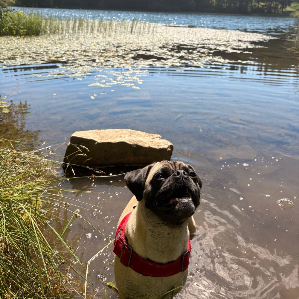 Hundetreffen-Spielrunde-Profilbild
