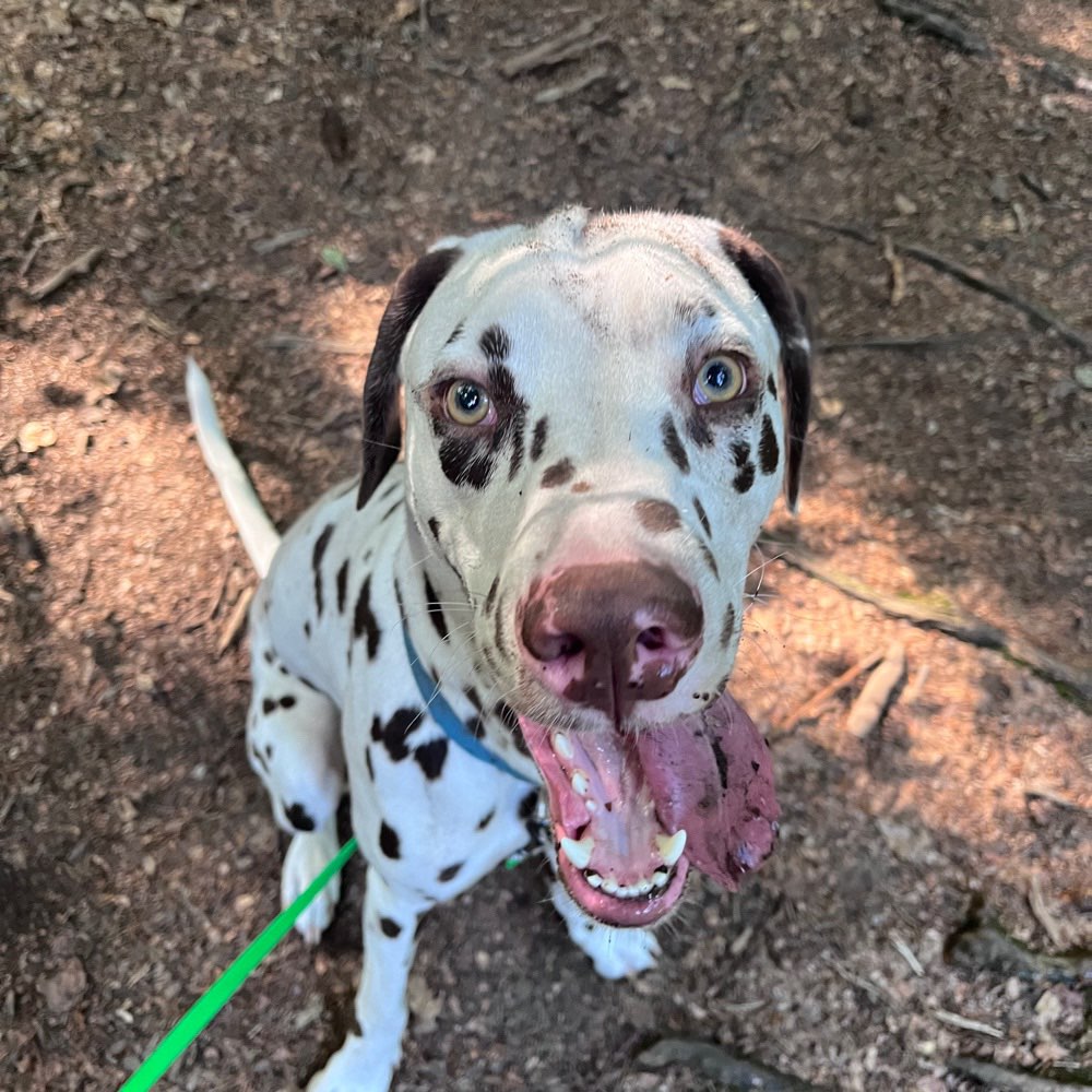 Hundetreffen-Partner für Frustrationsübung gesucht-Profilbild