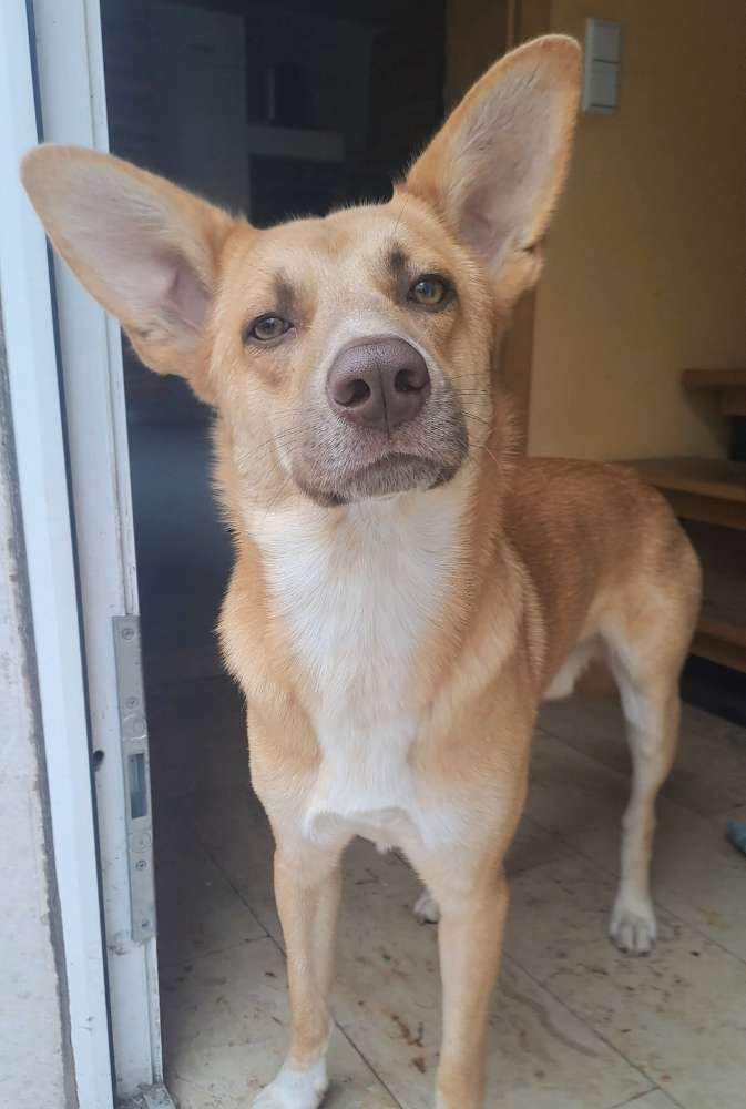 Hundetreffen-Treffen in und um Haßloch-Profilbild