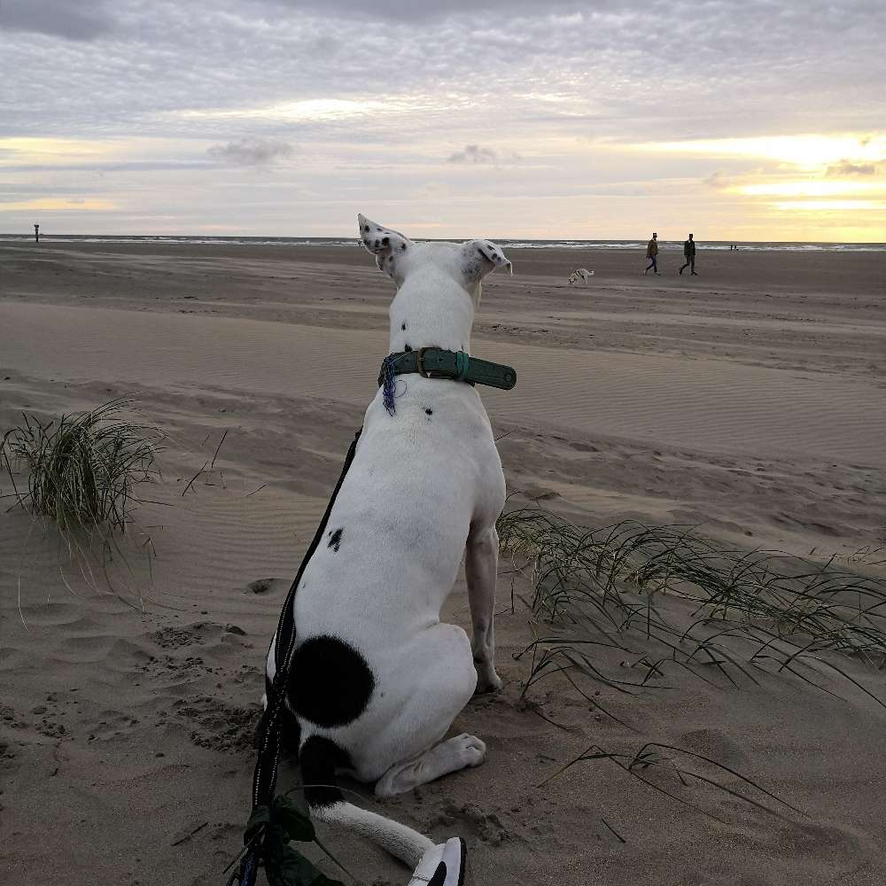 Hundetreffen-Social Walk-Profilbild