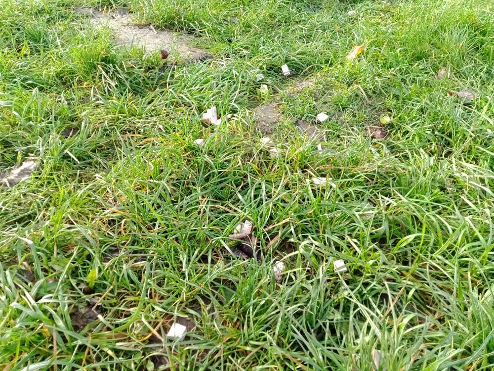 Giftköder-Giftköder!-Profilbild