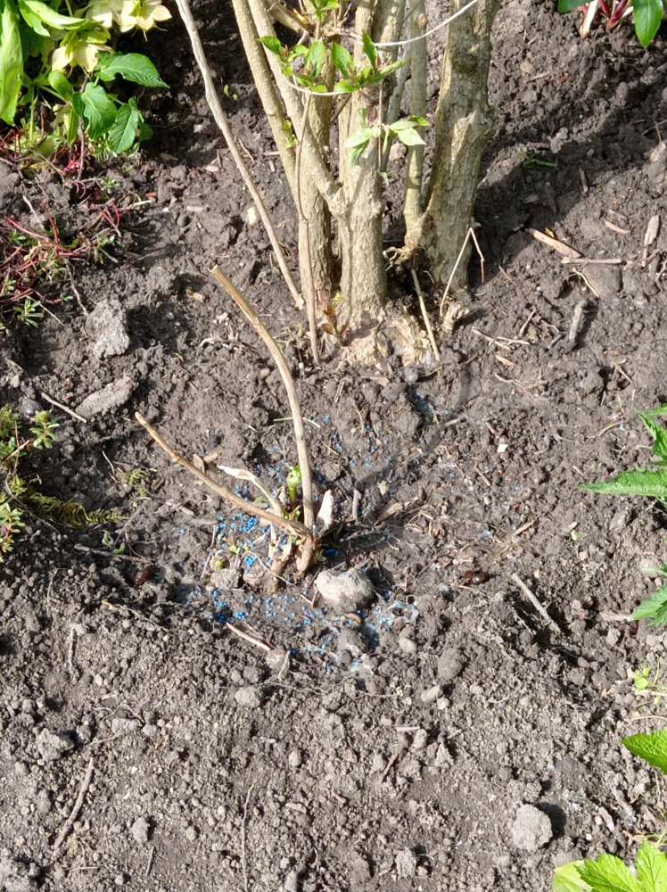 Giftköder-Schneckenkorn am Wegesrand-Profilbild