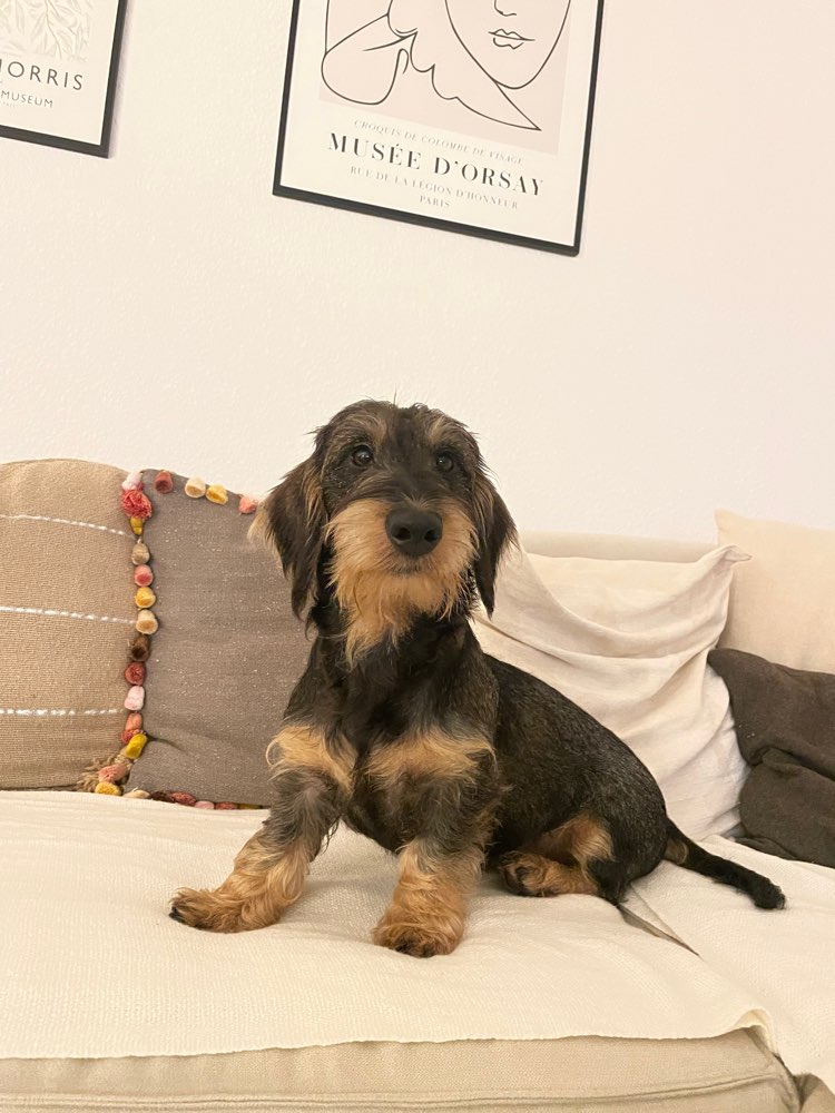 Hundetreffen-Junghunde Gassi Treffen-Profilbild