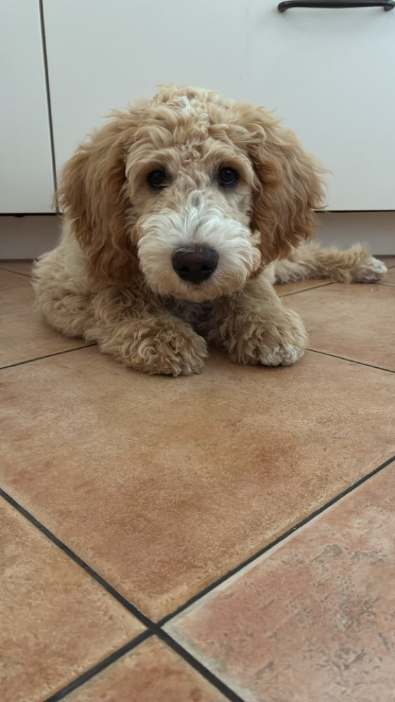 Hundetreffen-Gassi- und Spieltreffen-Profilbild