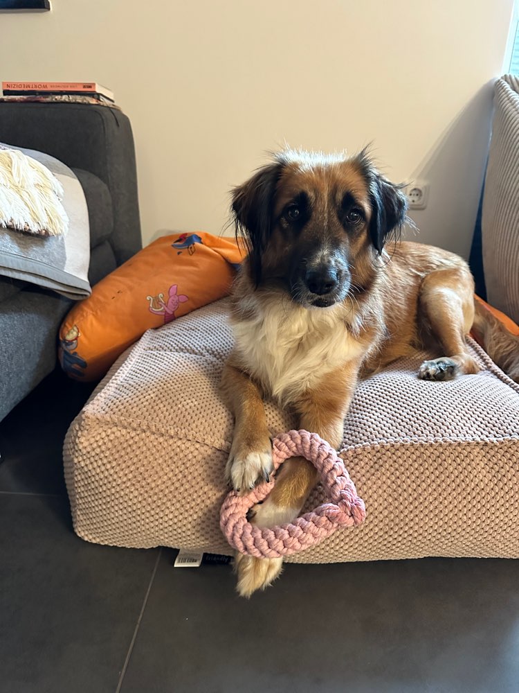 Hundetreffen-Spielen & Spaziergänge 🤍-Profilbild