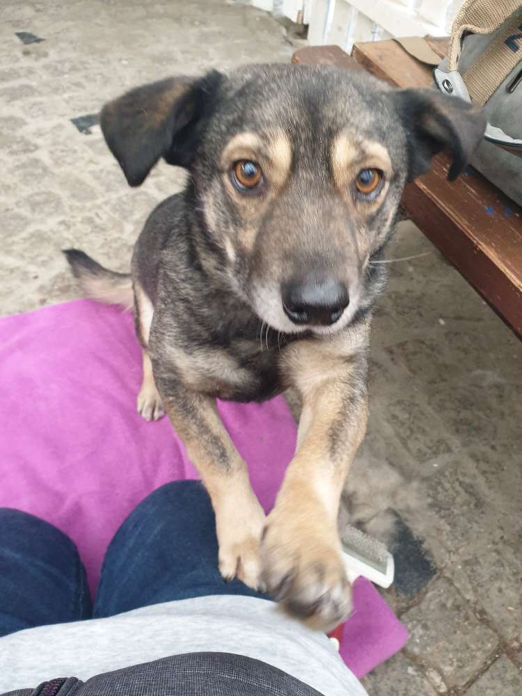 Hundetreffen-Geselliges beisammen sein-Profilbild