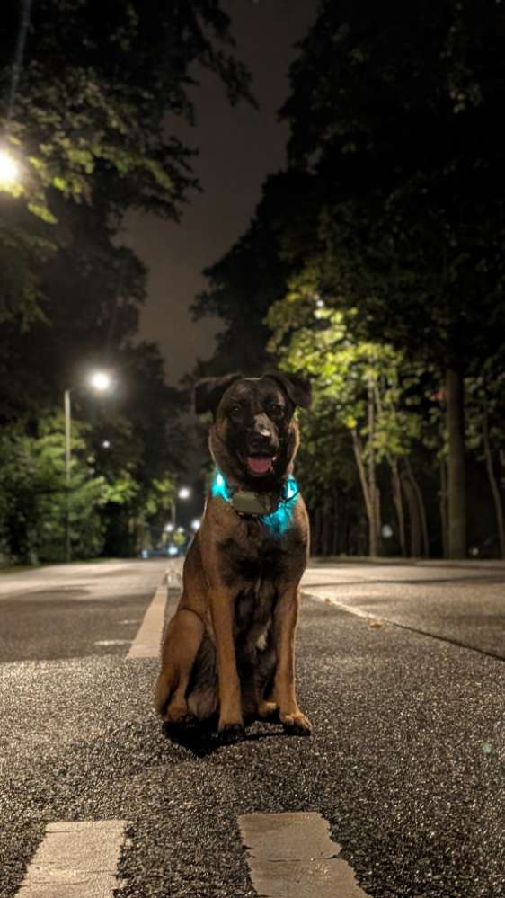 Hundetreffen-Abend und Nachtrunden-Profilbild