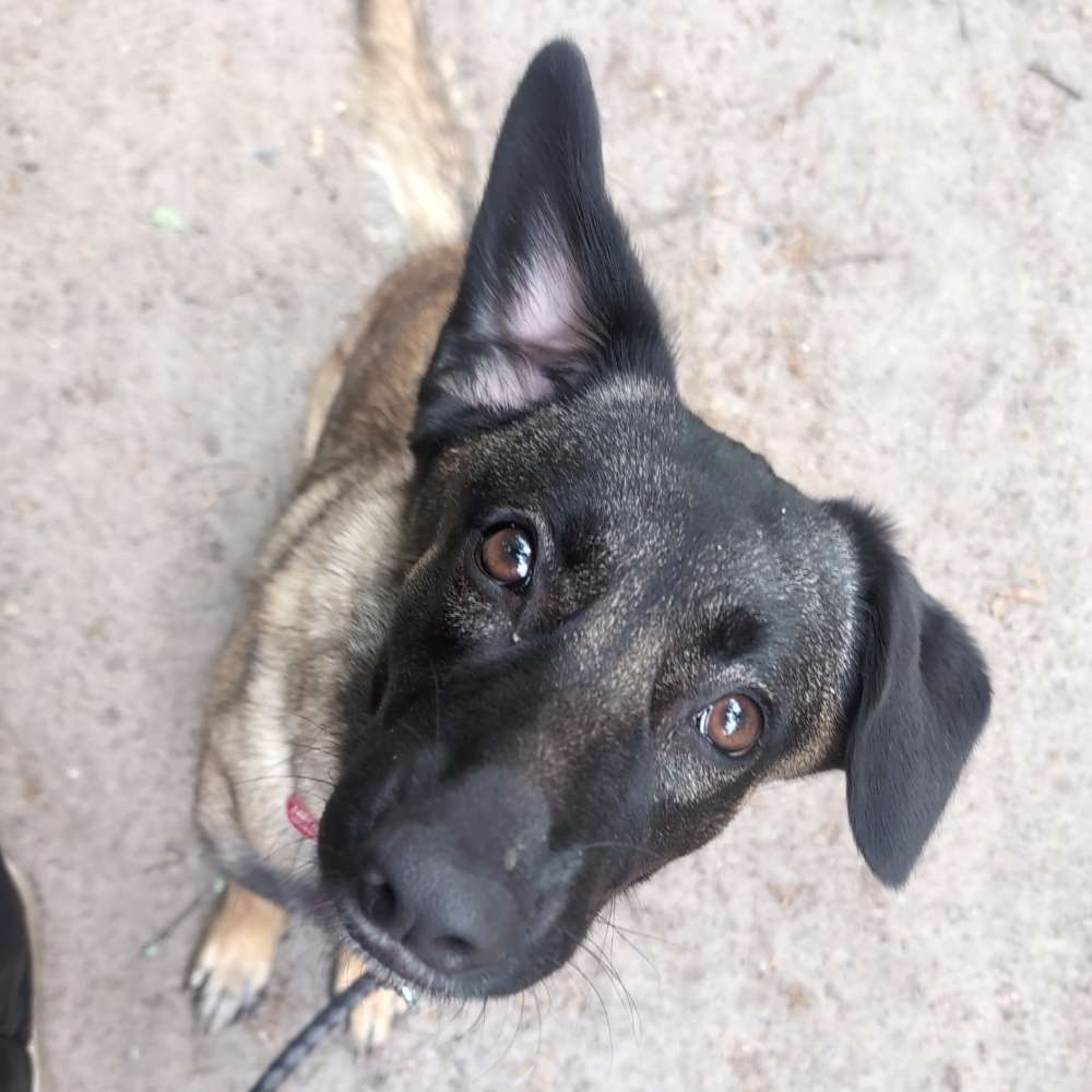 Hundetreffen-Gassi und Spielpartner gesucht-Profilbild