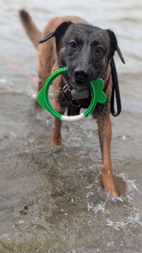 Hundetreffen-Trainings Partner gesucht-Profilbild