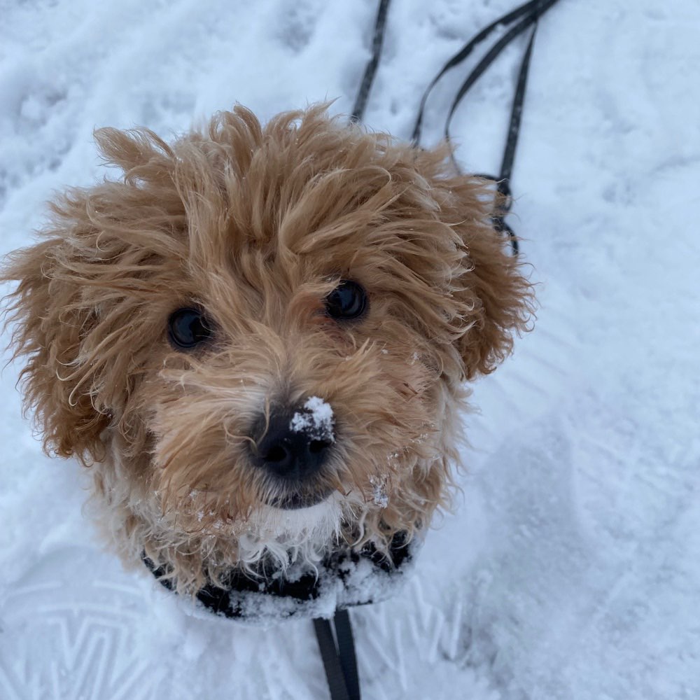 Hundetreffen-Welpe Lilo / Sozialkontakt/ Trainingspartner-Profilbild